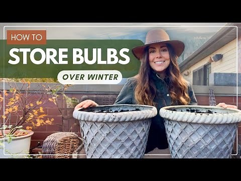 How to Store Bulbs Over Winter (in Pots)