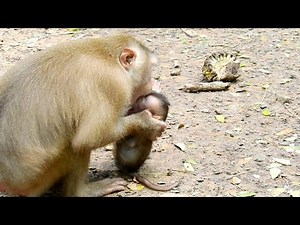 First time has seen mom bites and mistreated baby monkey cry so loudly it too much hurt on baby