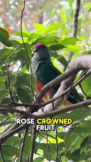 5K views · 156 reactions |  Day 6 of Bird Week at Currumbin Wildlife...