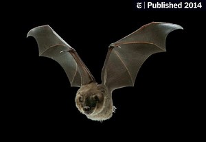 New Insight Into How Bats Conquer the Air