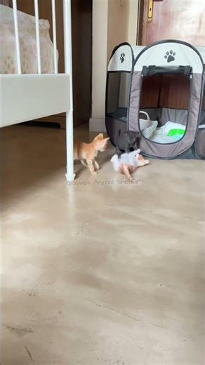 Kittens playing #kitten #kittenlove #kittenplaytime