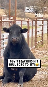 Wait so cows can learn tricks? | Meme Lord