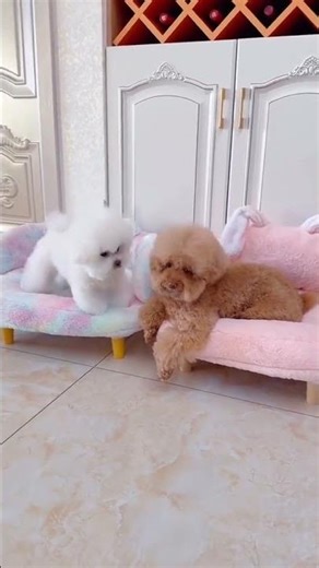 Funny puppies kissing #funny #pets