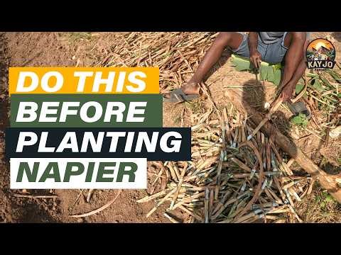 How to Prepare Super Napier Before Planting (Step by Step Guide for High Yield!) | ep107
