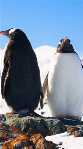 Penguins Propose With Pebbles 😳