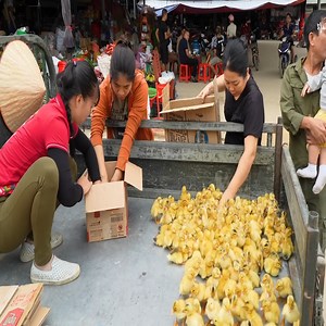 Purchase 230 freshly hatched ducklings and sell them at the market so the villagers can raise them. | Phoung VN