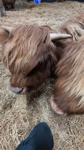 1K views · 147 reactions | Guess which little fluffy is the...