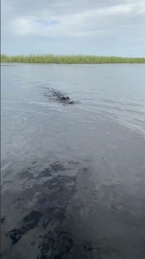 Private airboat tours wild American alligator sighting at Everglades Holiday Park