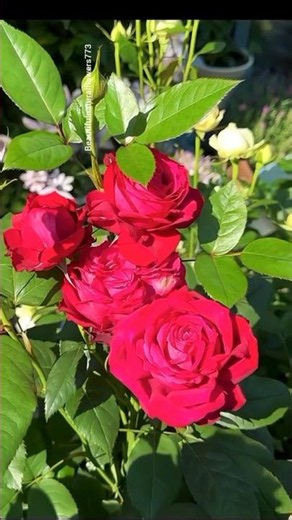 Beautiful Rose Garden Tour 4K"✨🌹 Rose Flowers in Full Bloom"