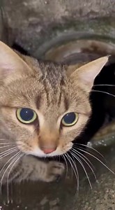 📢😿 "It's too loud... I can't think." This comic captures the sensory overload that breaks so many shelter cats. 💔 "I'm trying not to startle... I'm trying to stay gentle even when I'm scared." Imagine trying to sleep while sirens go off around you. That is what a shelter feels like for a sensitive cat surrounded by barking dogs. They start to believe they are "too fragile" for this world. But the last panel heals the hurt: "You weren't 'fragile'—you were tender, because you survived and still
