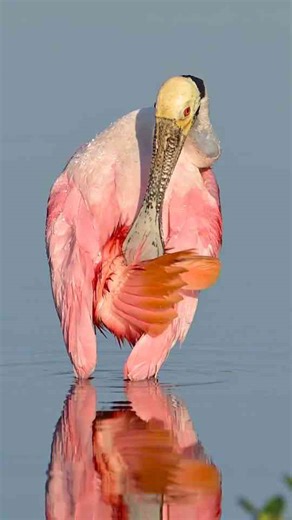 Spoonbill Poses Like a Supermodel—Did You Catch That Tail Flick?!