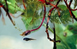 What Kinds Of Frogs Are Black Tadpoles? - Cuteness