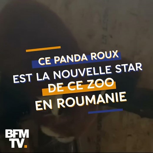 Cet adorable panda roux est devenu la nouvelle vedette du zoo de Brasov en Roumanie