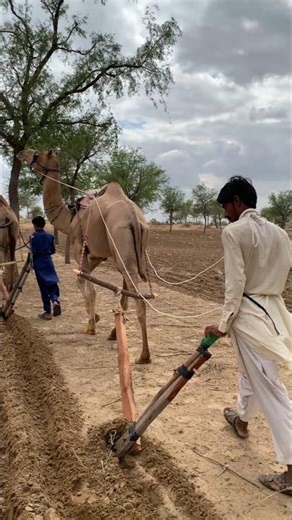 يقوم سكان الصحراء بأعمال الزراعة في الصباح الباكر خلف الجمال في موسم البرد
