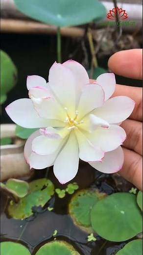 The little lotus flower is so beautiful!