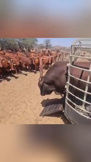 1K views | The mating of a breeding bull with a herd of cows #bull #cow #breedin... | Celeb Glance | Facebook