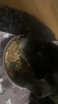 Pankreatitis beim Hund. Bauchspeicheldrüsen Entzündung. Diät. Speiseplan. #hunde #pankreas