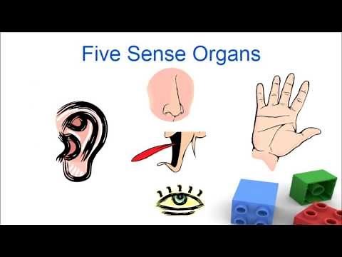 Sense organs for kids, Five senses for preschool and kindergarten children