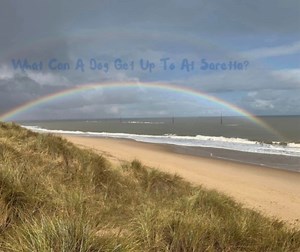 14 shares | Oooh what can a dog get up to at Saretta in Sea Palling in Norrfolk!? Lots and lots of fun I think!  A short walk to a dog friendly beach  4 doggy chums very welcome free of charge  Welcomes up to 5 hoomans  Enclosed grassed garden  Private parking  Local shop and dog friendly pub And some lovely winter availability and short breaks available from 28th October, with Christmas and New Year availability too! https://bit.ly/SarettaSP | Pack Holidays | Facebook