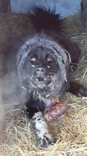 The ultimate livestock guardian dog!