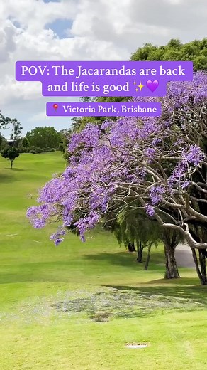 Exploring Jacaranda Season at Victoria Park, Brisbane