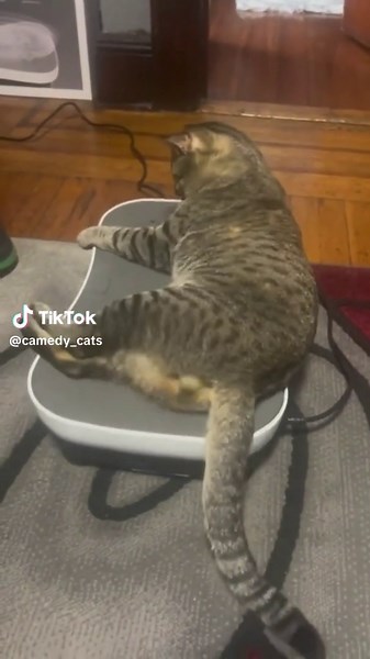 CAMEdy CATS🔹 (@camedy_cats)’s videos with оригинальный звук - CAMEdy CATS🔹