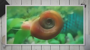 5 Effective Ways To Get Rid Of Ramshorn Snails In The Aquarium