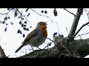 European Robin Singing on a Branch 4K