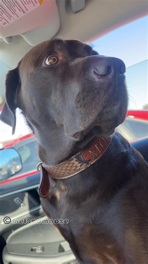 Locked in 👀 @Culver’s forgot Moose’s pup cup at the window, so he’s calmly waiting while mentally drafting a very serious Yelp review 😮‍💨