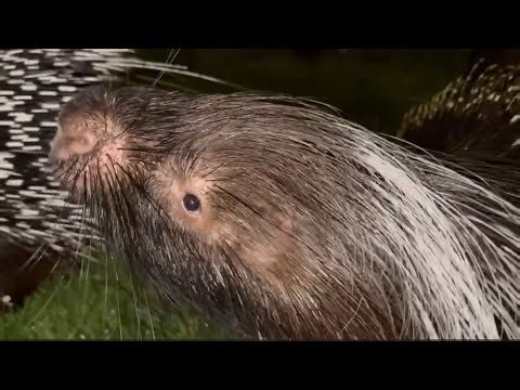 Porcupine Chattering Teeth
