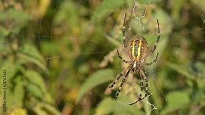 Wespenspinne, Wasp spider, Argiope bruennichi