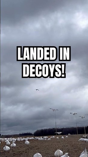 SNOW GOOSE LANDED IN DECOYS! | WATERFOWL HUNTING | #hunting #duckhunting #waterfowl #goosehunting
