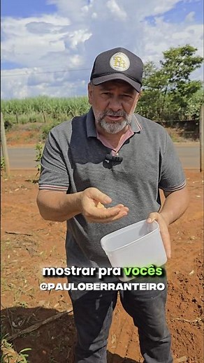 How to plant string beans