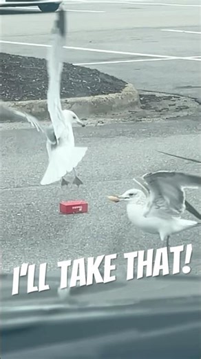 Battle for the Last Nugget #americanbeach #birds #carlife