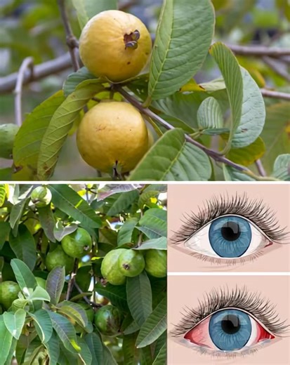 How to use guava to treat eye problems — natural remedies for the eyes. To keep receiving my recipes, you just have to say one thing… thank you! | Feedy