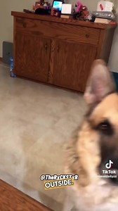 352K views · 10K reactions | New Zealand Pet Lovers on Reels | Facebook