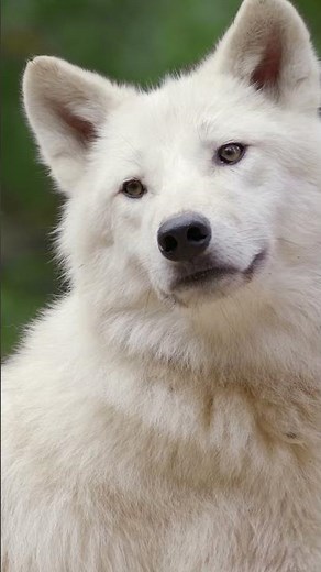 Arctic Wolf in the Wild - 8K Ultra HD #ArcticWolf #ArcticAnimals #WildlifeWatching #ArcticWolf