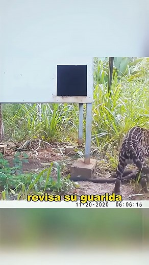 An angry leopard cat can have serious consequences! #animals #Friendship #Us #cat #wildlife | Curioso Extremo