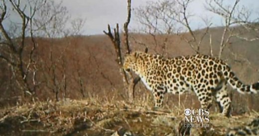 Rare leopard in Russia spotted on camera