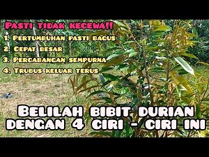 4 Cara Memilih Bibit Durian Yang Benar dan Bagus