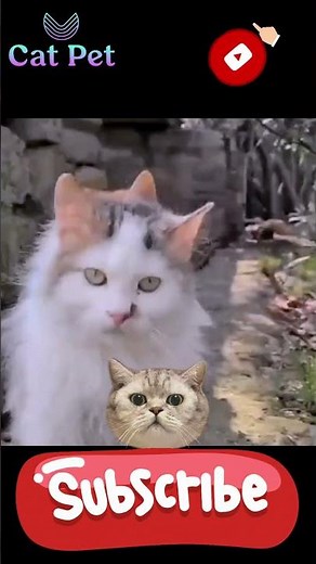 Witnessing Nature's Raw Beauty😹A Look at cats Mating on the Streets #cat