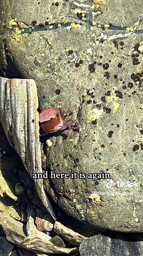 Crabs have to shed their hard protective shell in order to grow. These purple shore crabs molt often as juveniles and less frequently as they mature. #crab #crabtok #salishsea #lowtide #intertidal