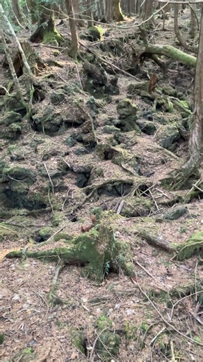 青木ヶ原樹海
