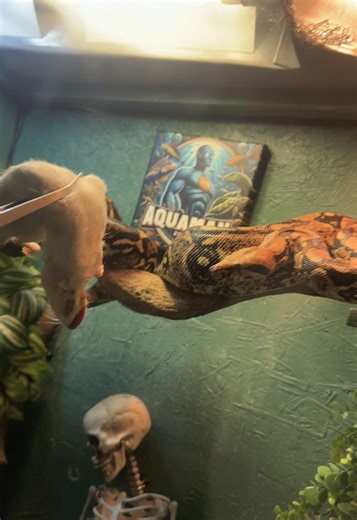 Feeding My Boa Constrictor: A Feeding Moment