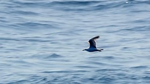 Black-tailed gulls are foraging in the vast sea. It's the breeding season, and they're in desperate need of food. Their prey is hidden beneath the surface of the sea. #TheBlueWorld | CCTV