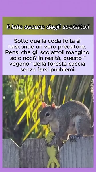 La vera natura dello scoiattolo