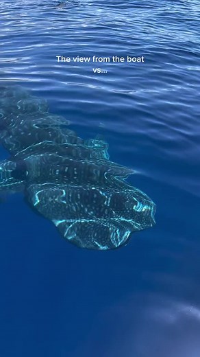 22K views · 617 reactions | Did you know that whale sharks are the...