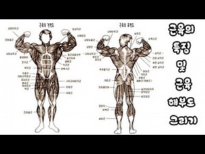 근육의 특징 및 근육해부도 그리기