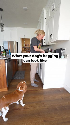 Here are a few examples of begging behavior! What does your dog do to beg for food? | Baxter & Bella - The Online Puppy School