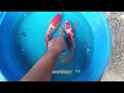 How to identify butterfly koi fish gender